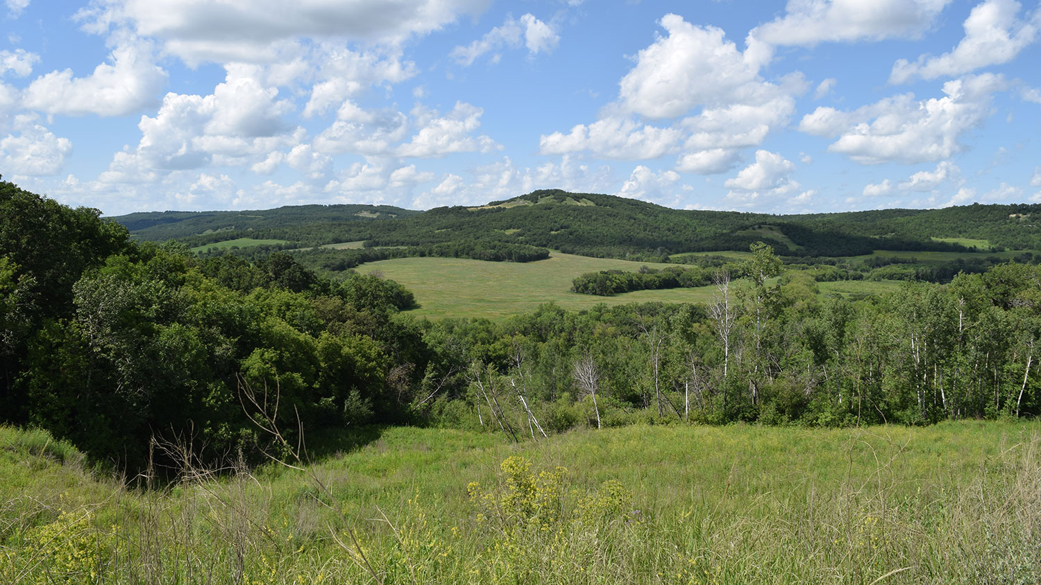 Wooded area in NE ND