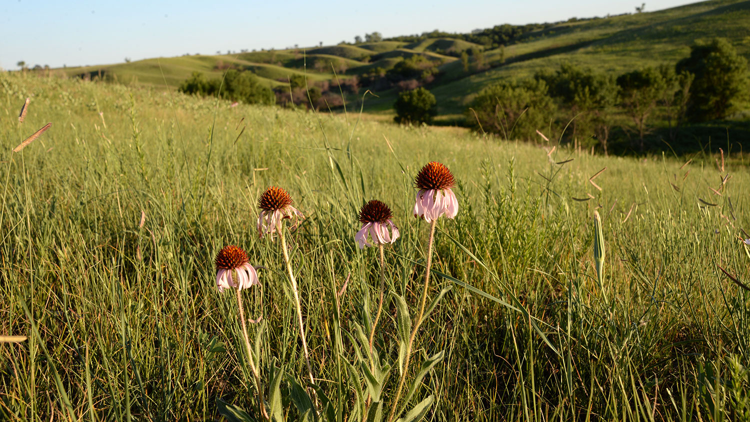 Grasslands with cone flowers in foreground and hills in background