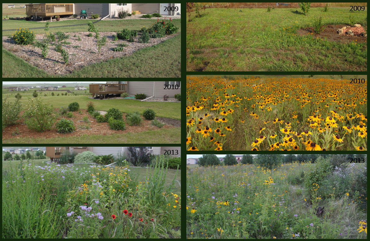 Planting for Pollinators: Establishing a Wildflower Meadow from Seed [fact  sheet]