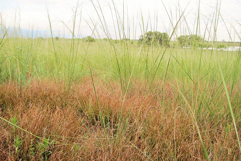 Mixed-grass Prairie