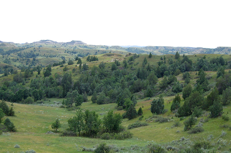 Pine/Juniper Forest