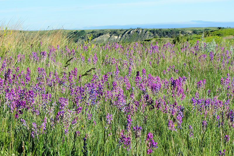 Shortgrass Prairie