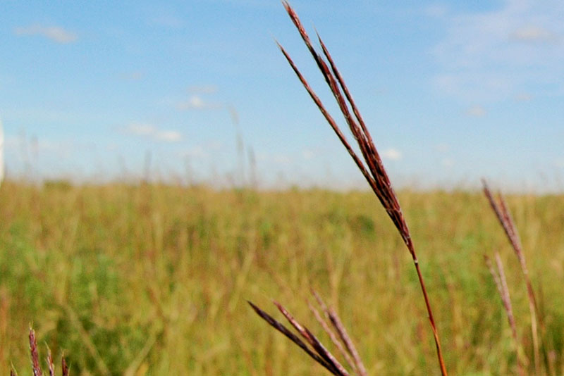 Tallgrass Prairie