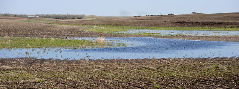 Farmed Wetland