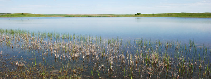 Permanent Wetland