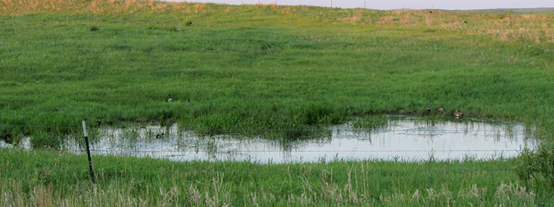 Seasonal Wetland