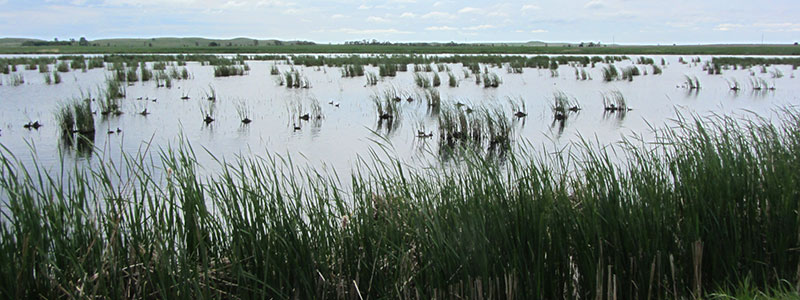Semi-permanent Wetland