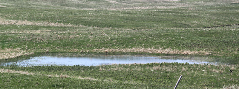 Temporary Wetland