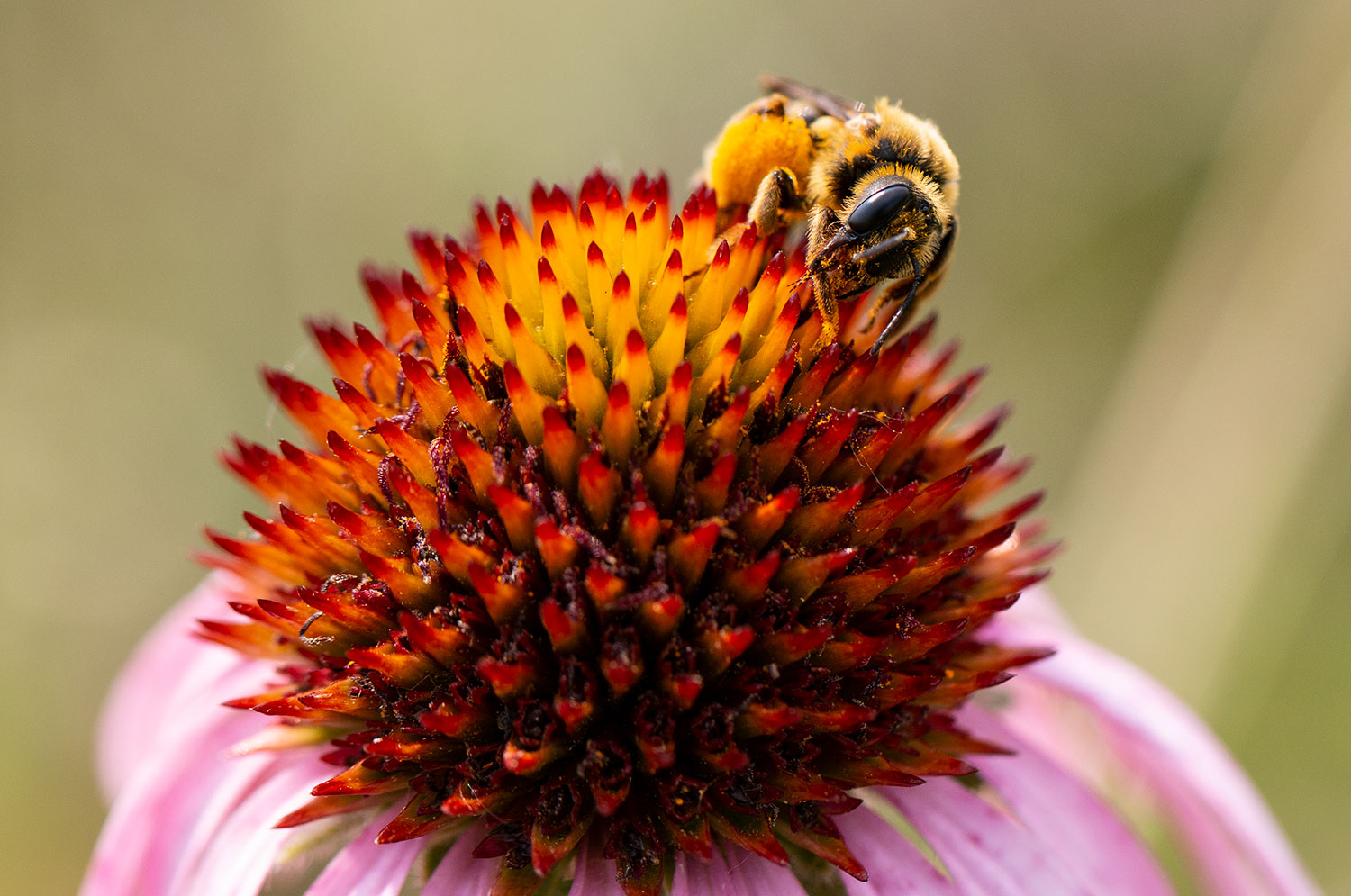 Bumblebee on coneflower
