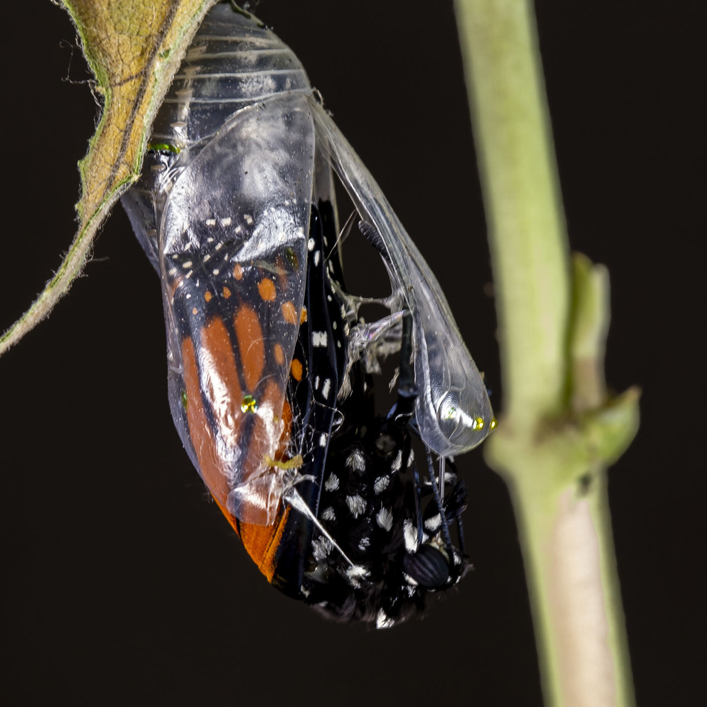 Image of Monarch butterfly emerging from its chrysalis