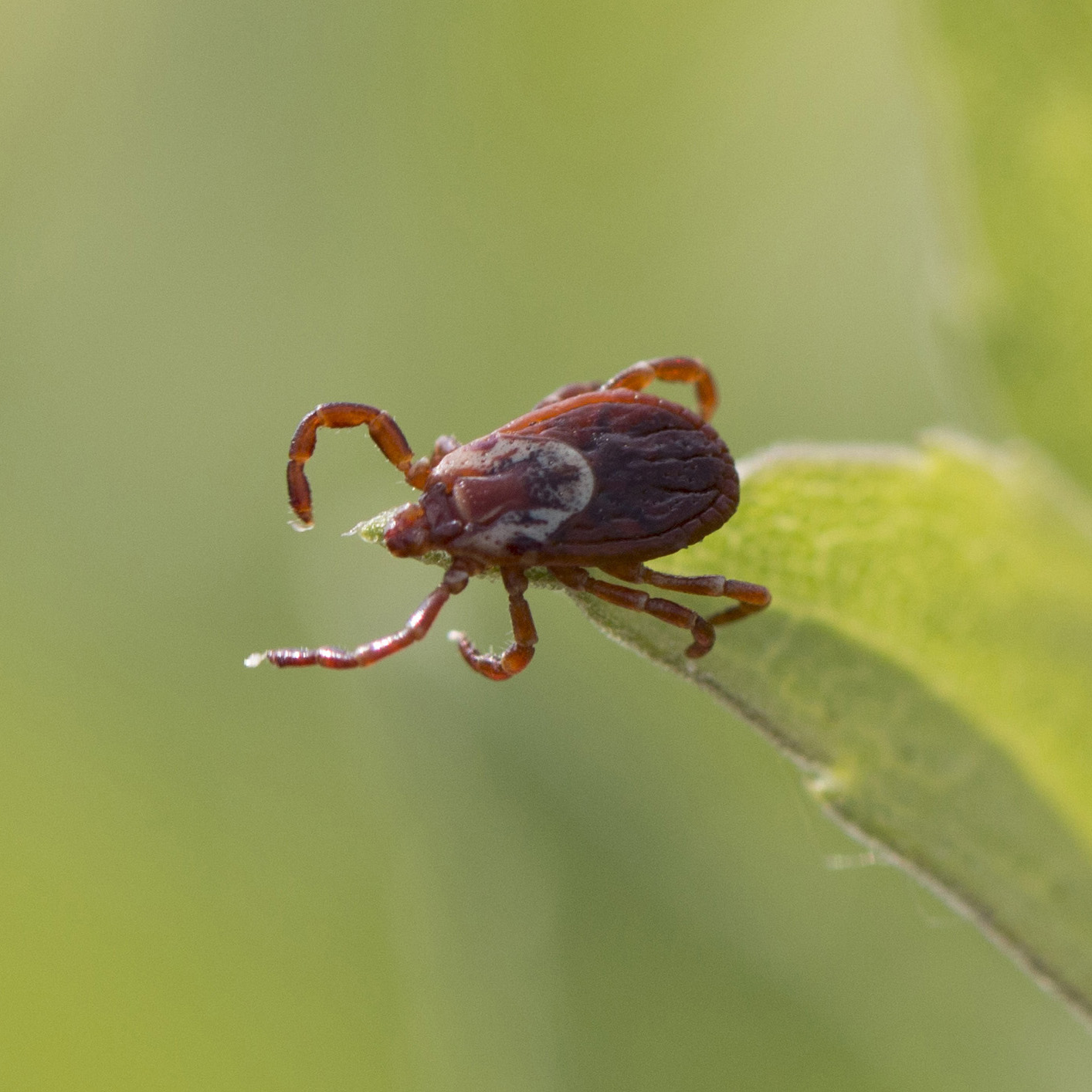 Tick on the end of a leaf
