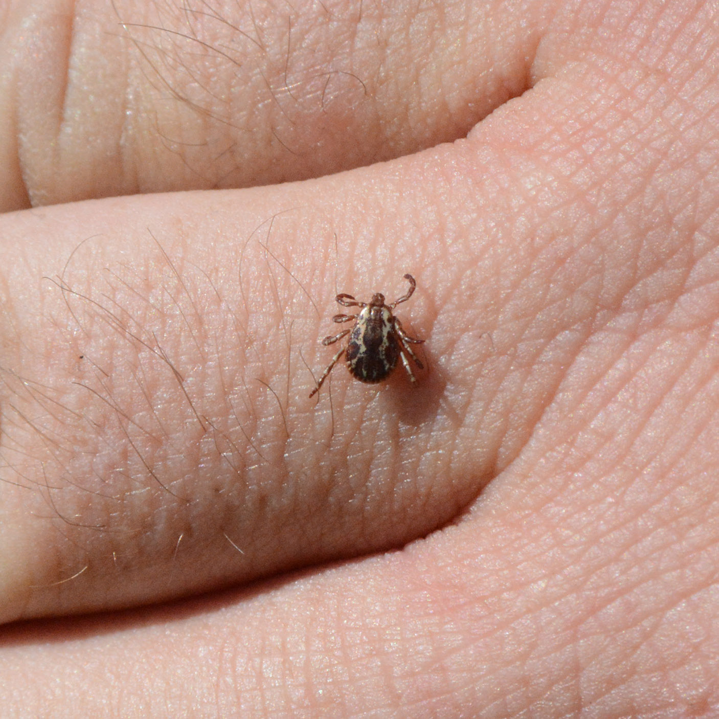 General size of North Dakota ticks
