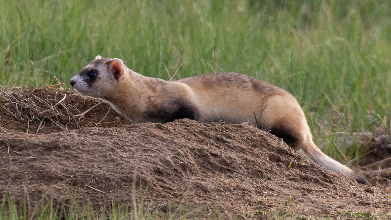 Long-tailed weasel - transitional