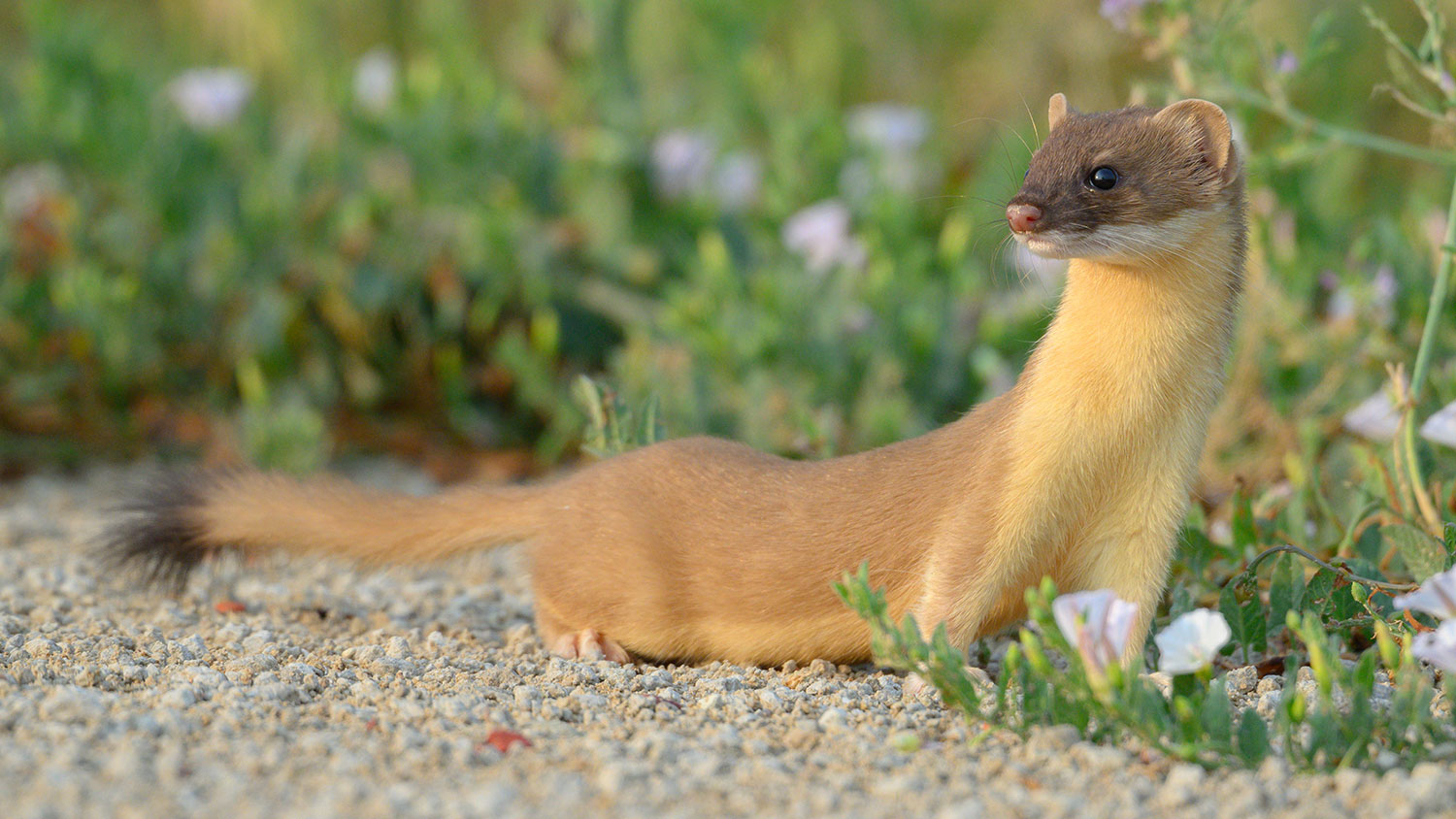 Long-tailed weasel - summer