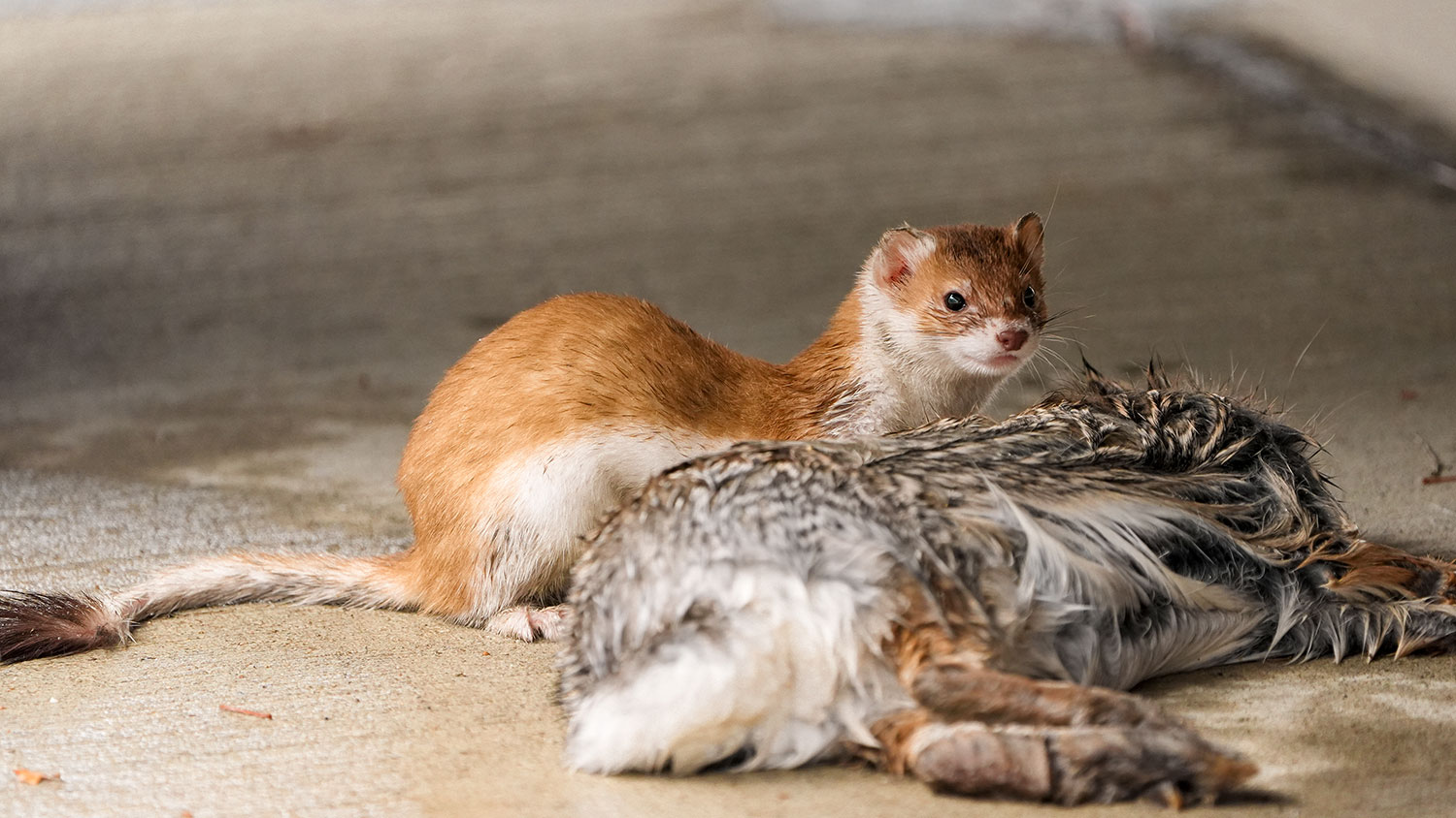 Long-tailed weasel - transitional