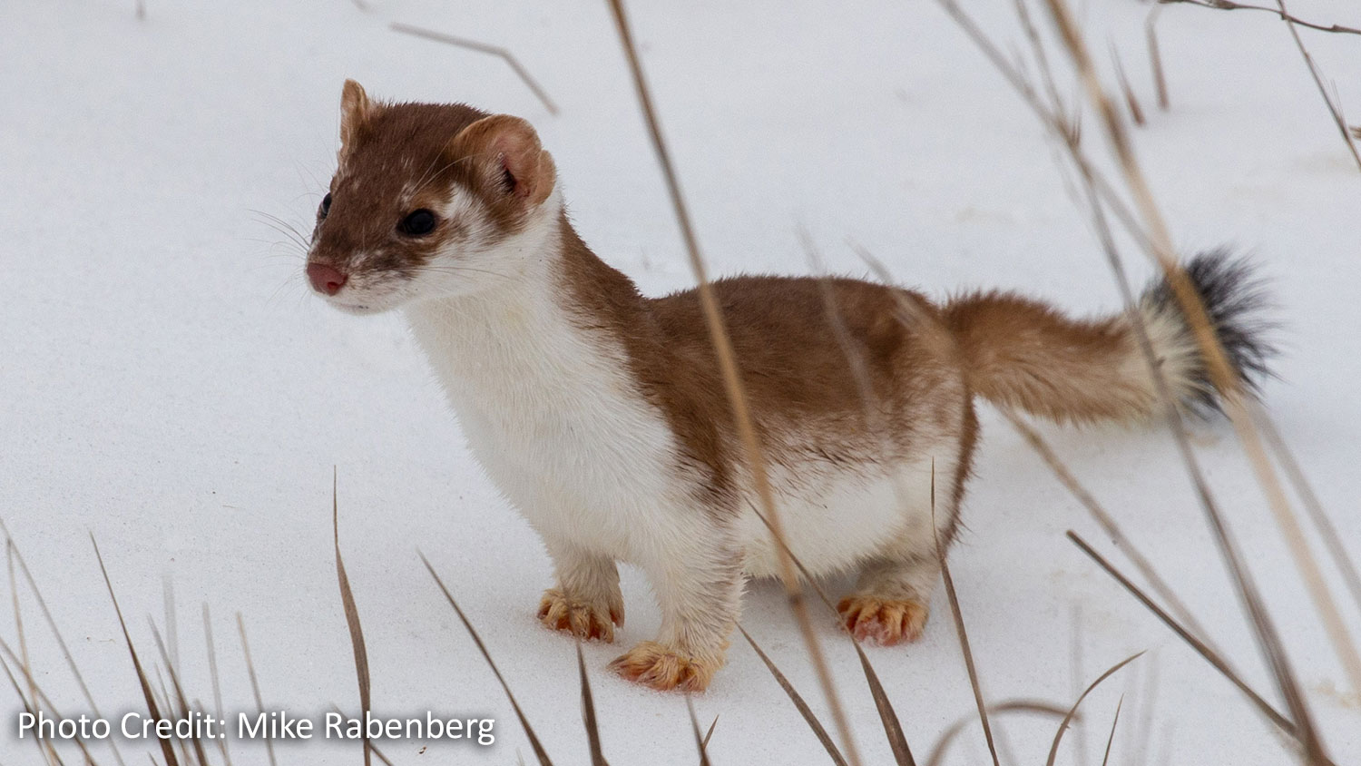 Long-tailed weasel - summer