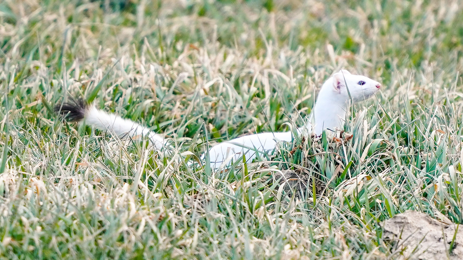 Long-tailed weasel - winter