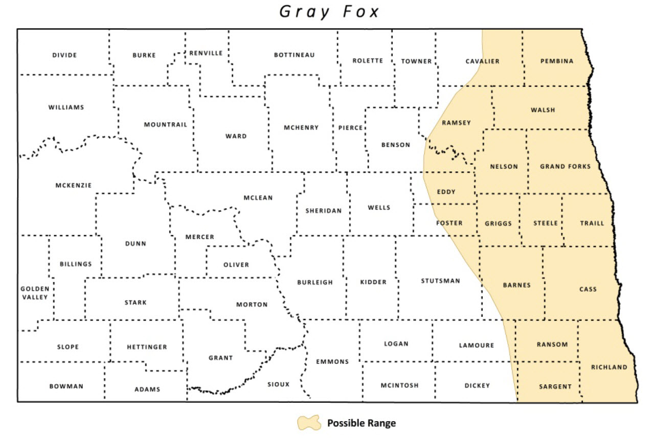 Gray Fox North Dakota Game And Fish