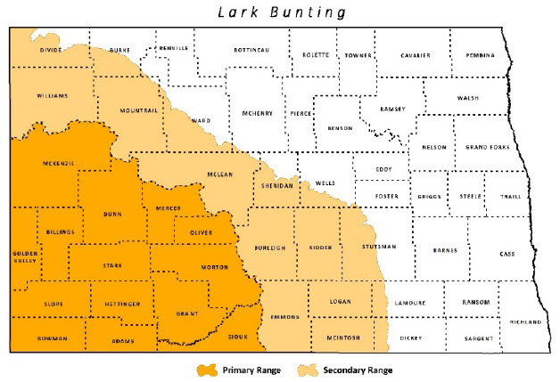 Lark Bunting | North Dakota Game and Fish