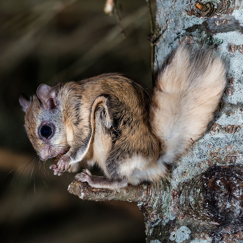 Flying squirrel in tree