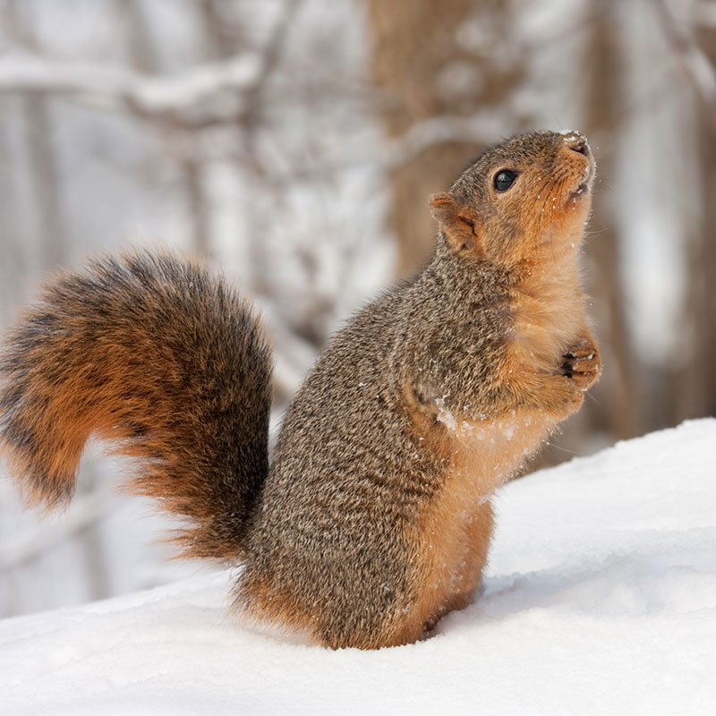Fox Squirrel in snow