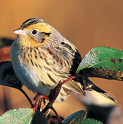 Le Conte's Sparrow