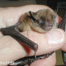 Long-legged Bat
