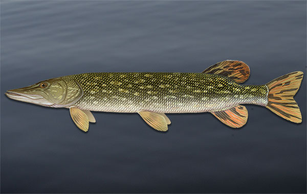 Northern Pike