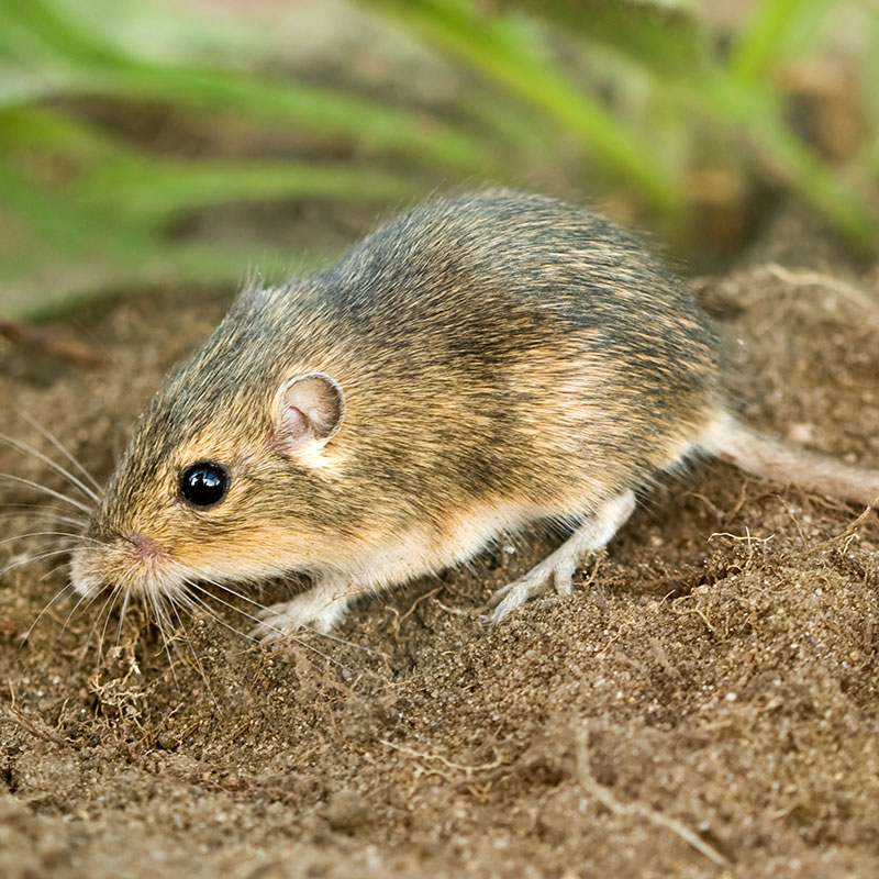 Plains pocket mouse