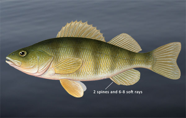 Yellow Perch