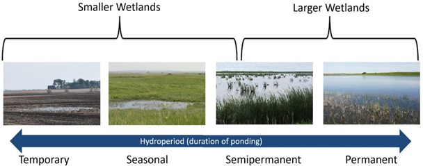 Figure 1 - Case Study 3: Hydroperiod for temporary (left) to Permanent (right) wetlands