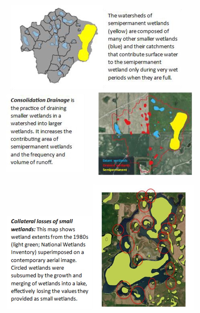 Figure 2 - Case Study 3: Top - The watersheds of semipermanent wetlands (yellow) are composed of many other smaller wetlands (blue) and their catchments that contribute surface water to the semipermanent wetland only during vrey wet periods when they are full. Middle - Consolidation drainage is the pratice of draining smaller wetlands in a watershed into larger wetlands. It increases the contributing area of semipermanent wetlands and the frequency and volume of runoff. Bottom - Collateral losses of small wetlands: This map shows wetland extents from the 1980s (light green; National Wetlands Inventory) Superimposed on a contemporary aerial image. Circled wetlands were subsumed by the growth and merging of wetlands into a lake, effectively losing the values they provided as small wetlands.