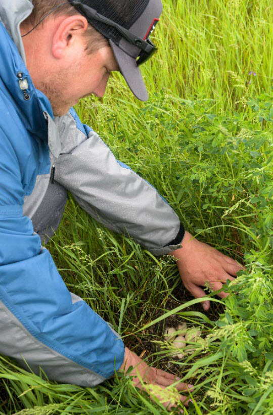 Biologist looking at nest in grasslands