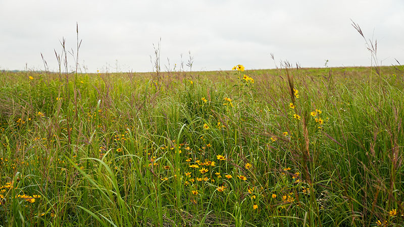 Restored grasslands