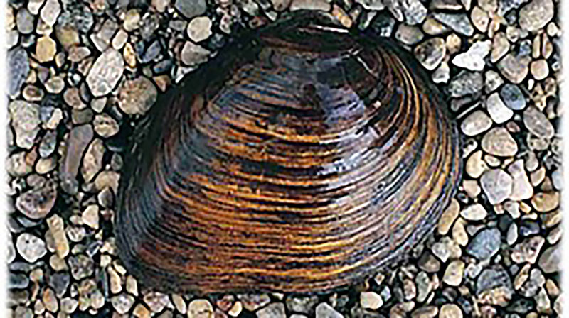 Freshwater mussels