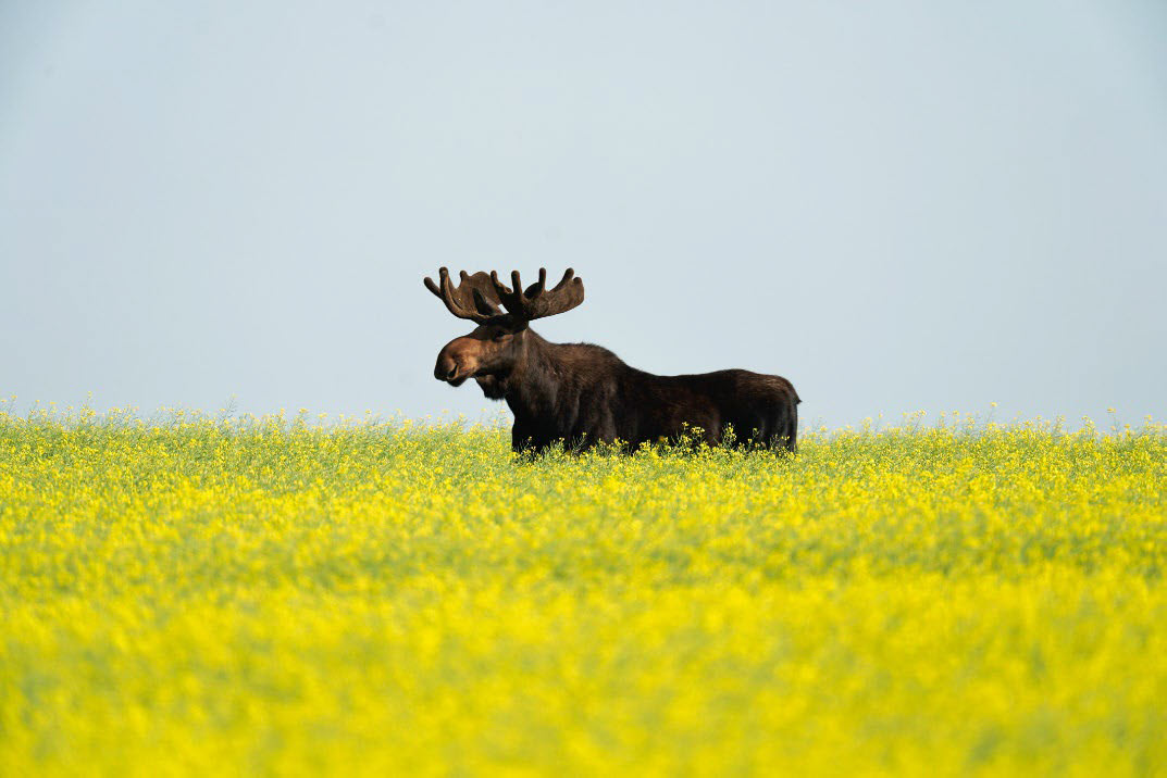 Moose in ag field