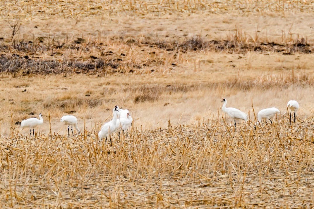Whooping cranes in stubble field