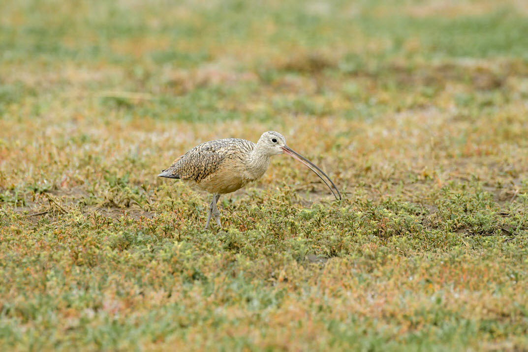 Long-billed curlew