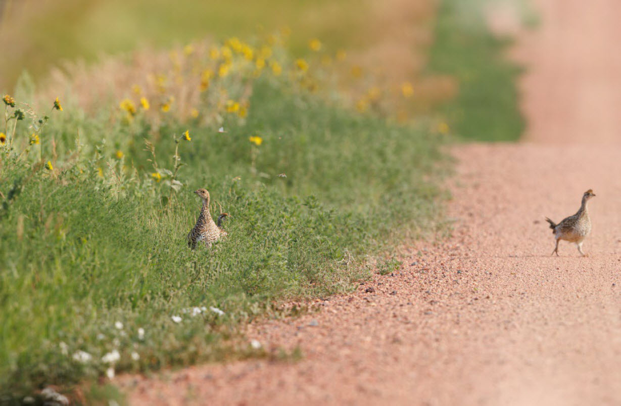 Upland game birds by a gravel road