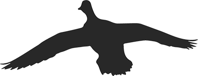 Silhouette of a duck