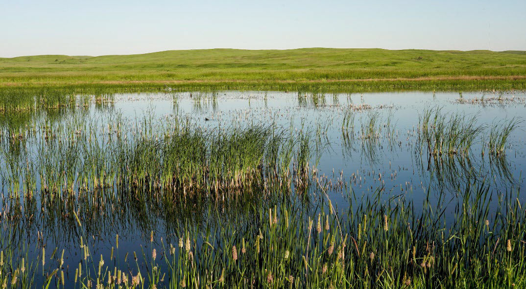 Emergent wetland - example 1