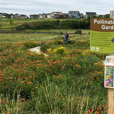 Pollinator garden with houses in background