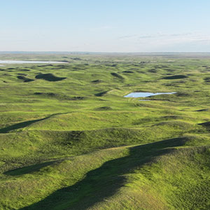 Grasslands