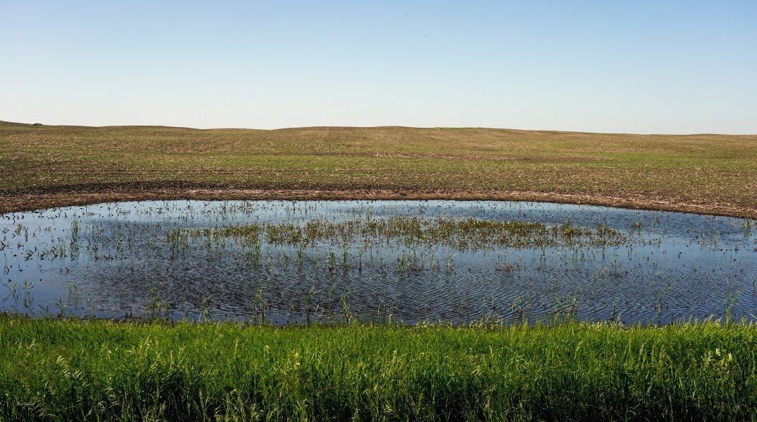 Working or cropped wetland example