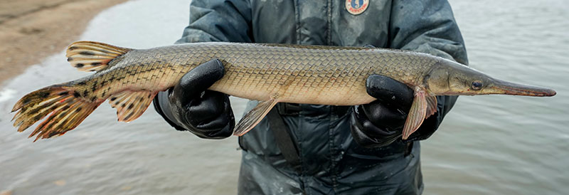 Shortnosed gar held by biologist