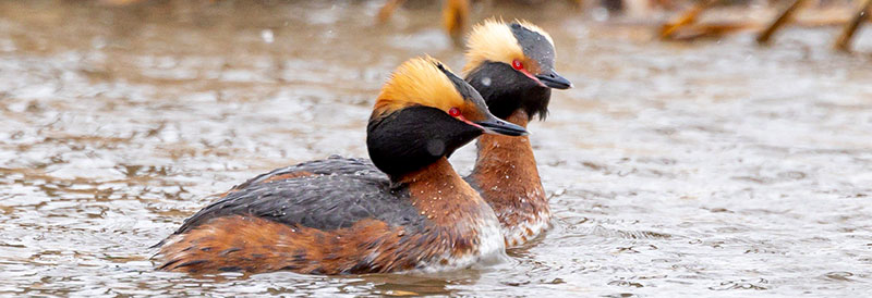Horned grebe pair swimming