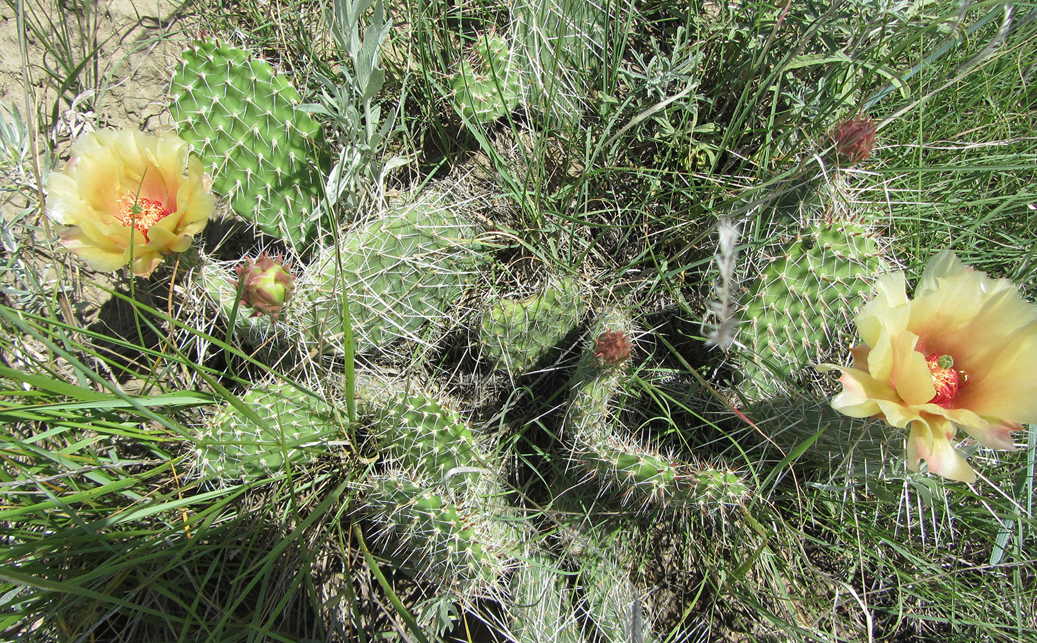 Prickly pear cactus in bloom