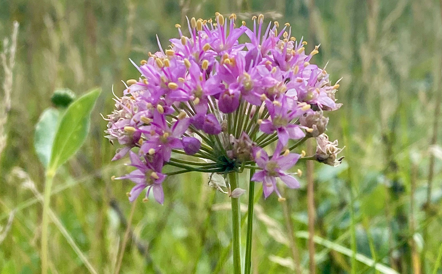 Wild onion flower