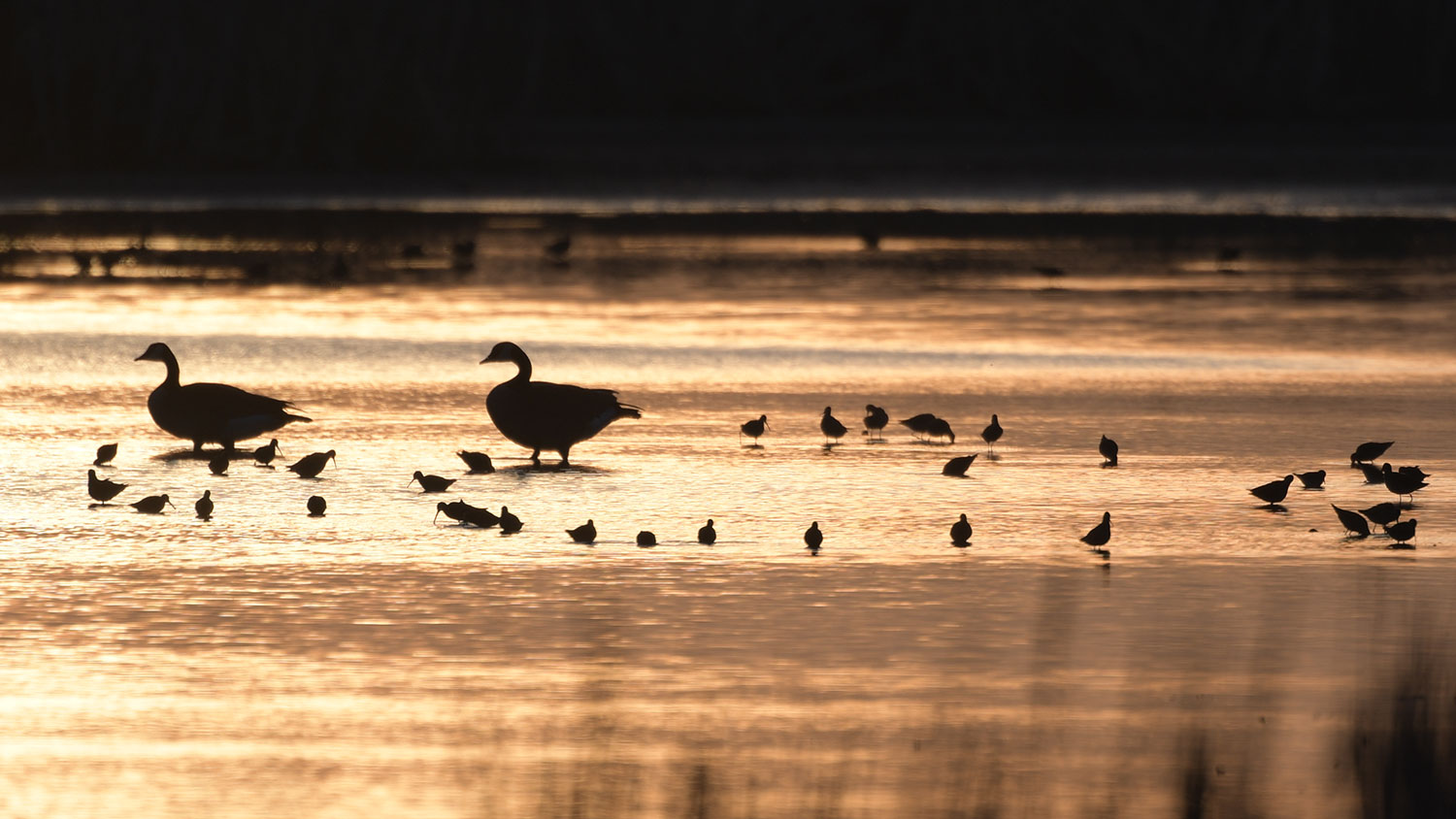 Birds in a wetland at sunrise