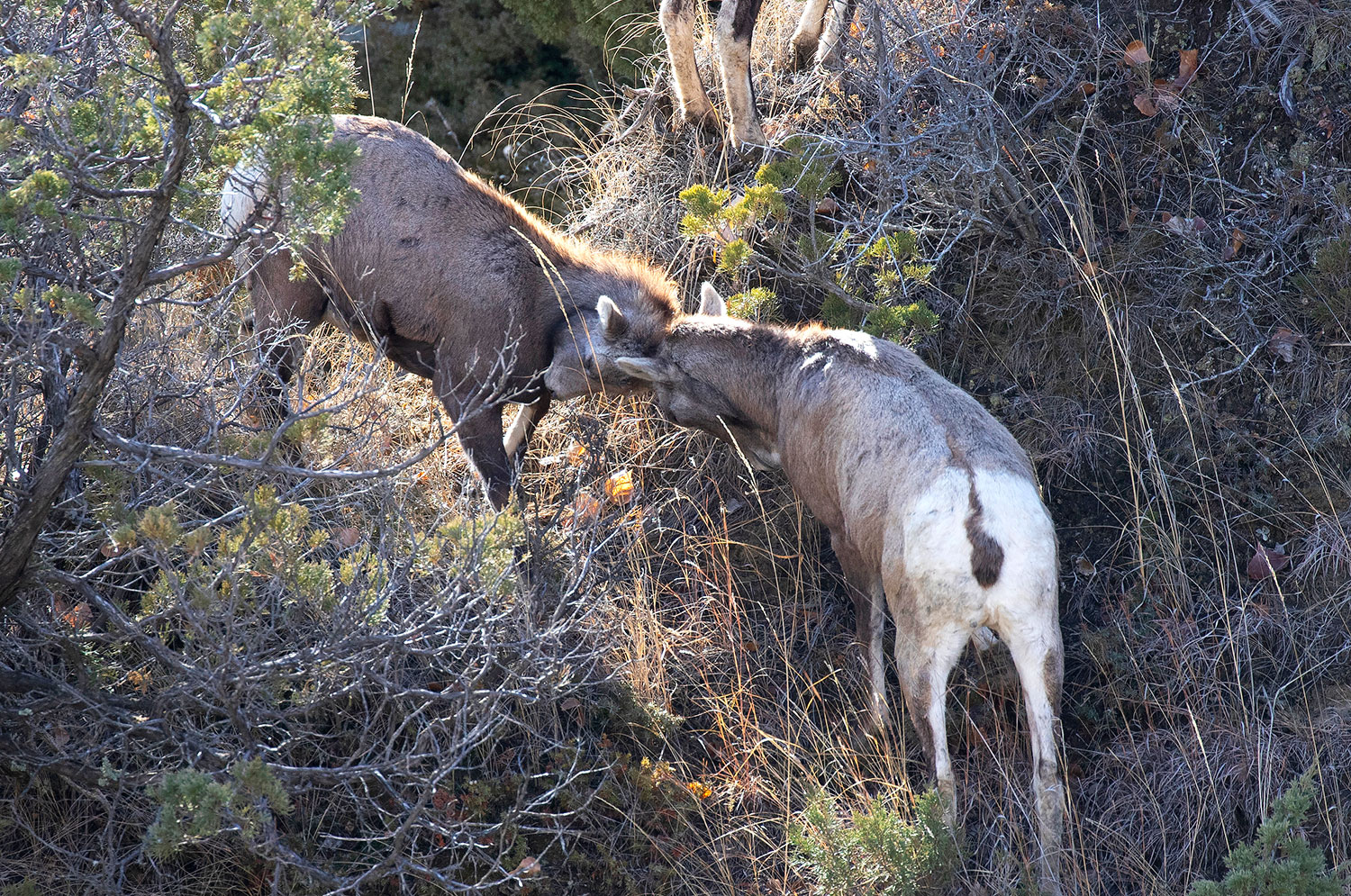Bighorn sheep juveniles sparring